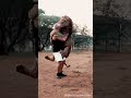 Lion Jump🦁