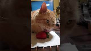 Persian Cat goes game for Strawberry Bait