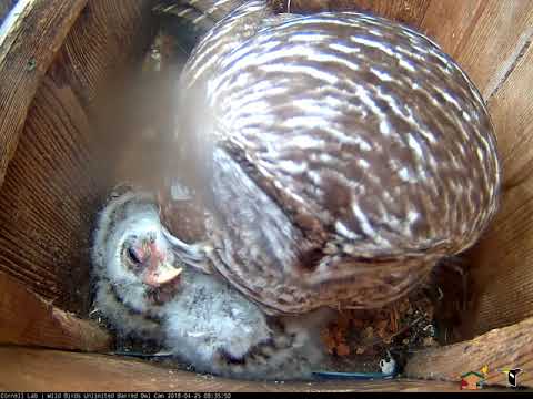 Sleepy Owlet Looks Towards Barred Owl Cam – April 25, 2018