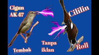 Download lagu Masteran Gacor!!Tembakan Dan Roll!! Cigun Breenn Ak47 vs Cililin Roll Tajam mp3