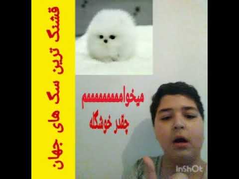 قشنگ ترین سگ های جهان -------The most beautiful dogs in the world