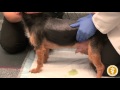 Bladder Expression In A Male Dog