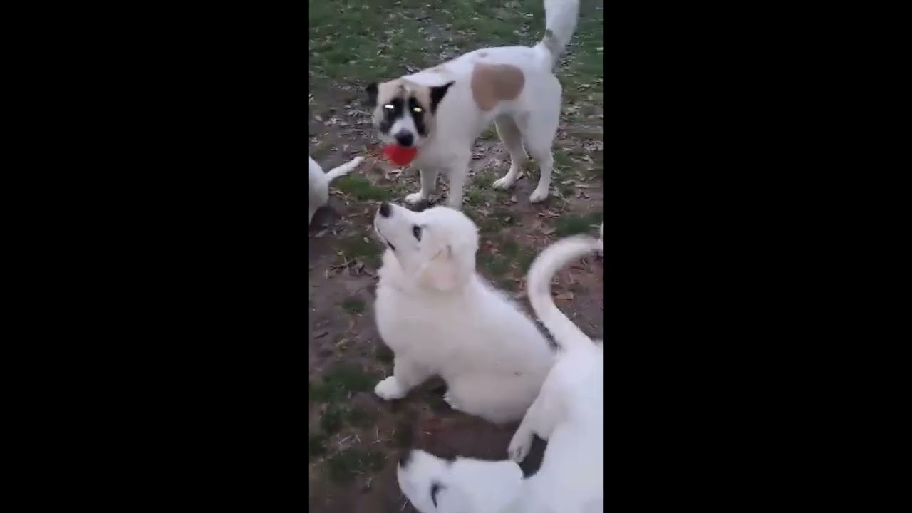 Enlarge Josie in LA - Brave & Affectionate!, an adopted Great Pyrenees in Hammond, LA video 4/4