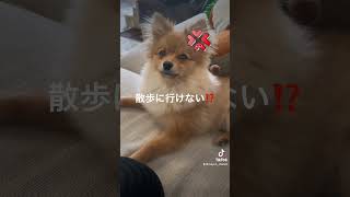 散歩の恨みはすごいんだから #ポメラニアン #dog #わんこ #怒る犬 #しゃべる犬