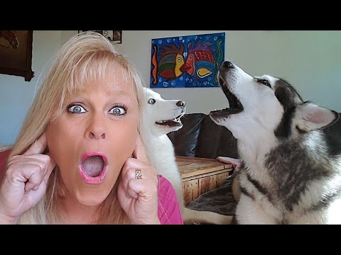 Malamute Won’t Stop TALKING! He Says He’s Taking Over! I Try To Speak His Language!