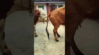 Download lagu Kehidupan seorang saudara yang beternak sapi, seorang teman yang suka beternak sapi 278 mp3