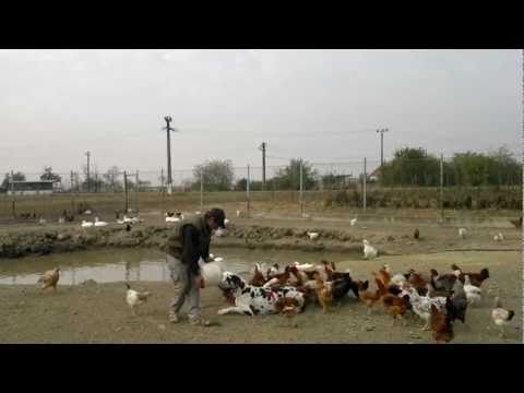 Dog and chicken-SOMOGY GYONGYE FIDO.mp4 \Turnu \ Arad.