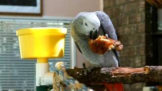 preview picture of video 'African Grey Eating a Drumstick'