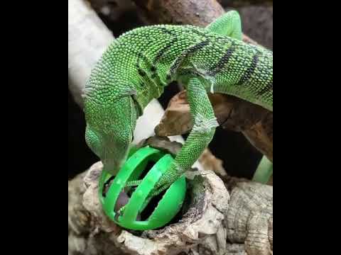 ⁣ オオトカゲが地球上で最も知的な爬虫類の 1 つと考えられているのには理由があります!🦎⁣