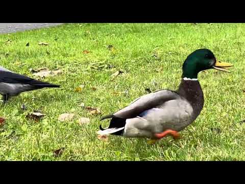 This is how my regulare #crow Buddy Mr.Proud jusely meet me 👌🏼#ducks #birdslover from #norwaycountry