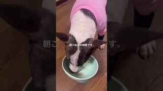 2026.6.2朝ごはん #ブルテリア #dog #犬 #bullterrier #愛犬