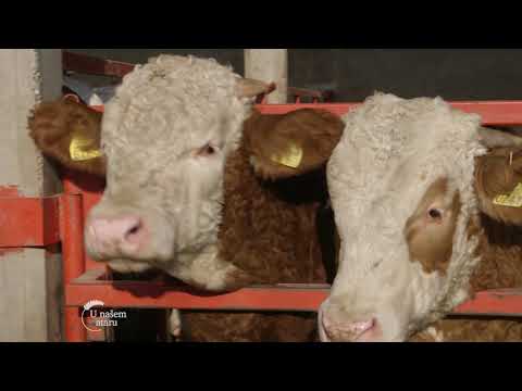 Tov bikova porodice Cikes iz Erdevika - U nasem ataru 883