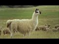 Controlling the coyote population - BBC wildlife ...
