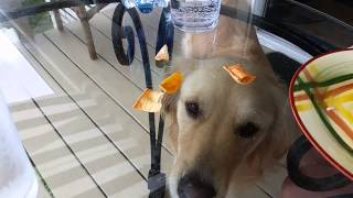 Confused by the glass table