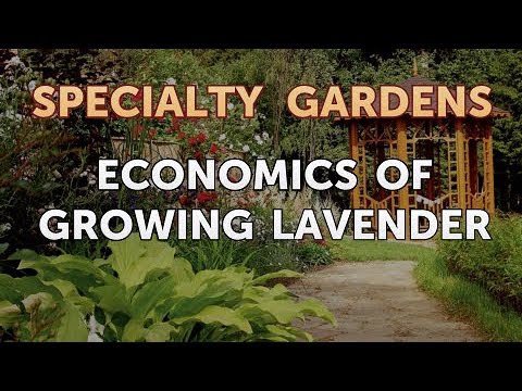 How to Extract Fragrances From Plants