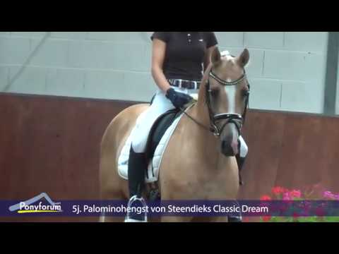 VERKAUFSPONY VERMARKTUNGSZENTRUM - 5j  Palominohengst v  Steendieks Classic Dream