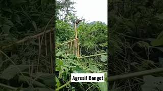 Download lagu Poksay Mandarin Yang Sangat Agresif mp3