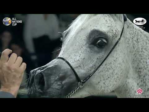 N 127 D AZIZA   AACHEN 2022   38° All Nations Cup   Mares 11+ Years Old Class 9