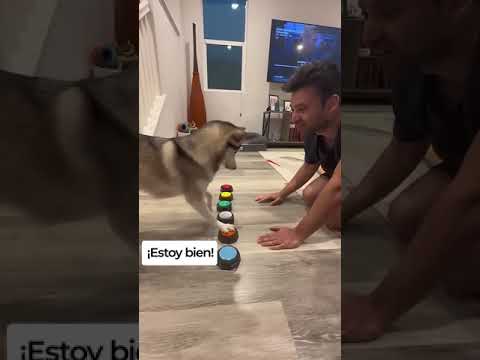 Sapphie the Pomsky and Dad communicate with buttons
