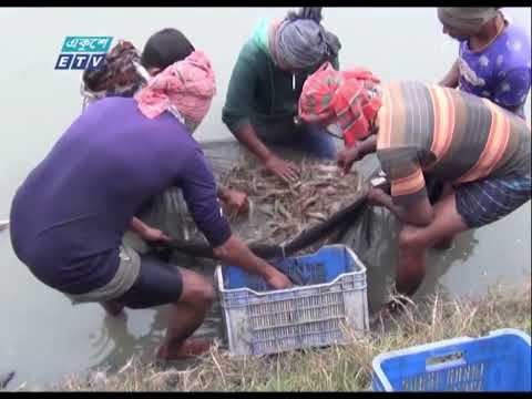 বাগেরহাট ও সাতক্ষীরার গলদা ও বাগদা চিংড়ির উৎপাদন বেড়েছে