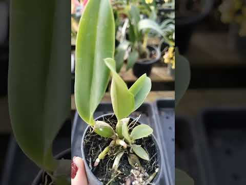 ZAP 11940050033 pedido de Wesley de Goiás @Mais Orquídeas #flores