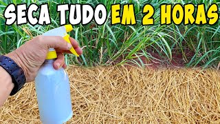 Best Homemade Weed Killer - Poison Free (Dries everything in 2 hours)