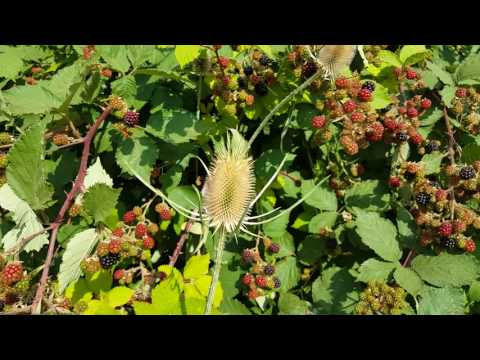 Foraging for Blackberries