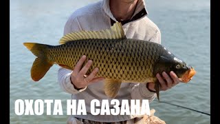 Когда весной начинает клевать сазан в реке