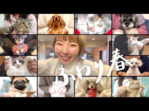 【おうちでMV】ふわり春 / あさぎーにょ