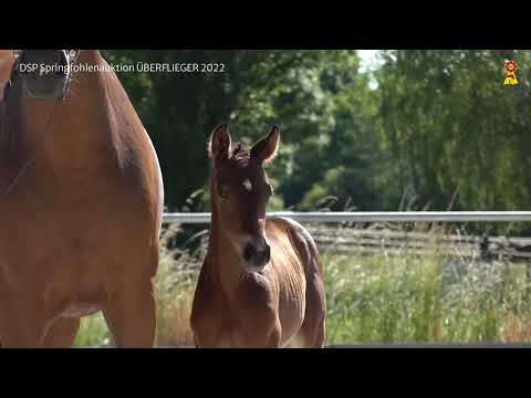 KN 7: Stutfohlen v. Dominator Z/Cascadello I