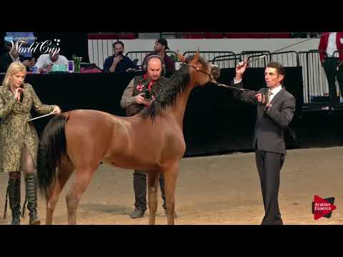 N 103 SARAVELLA GRK   LAS VEGAS 2019   Arabian World Cup Junior Fillies Class 111B