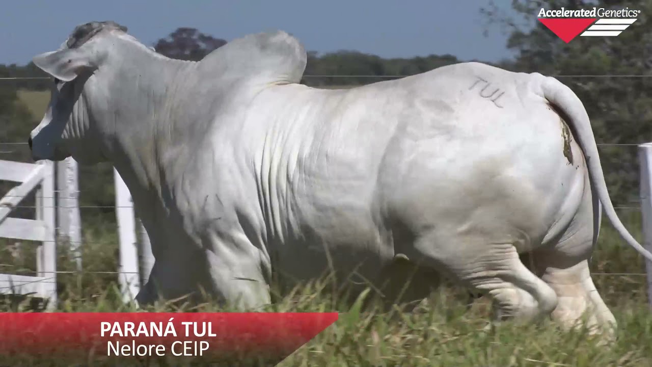 Vídeo PARANÁ TUL