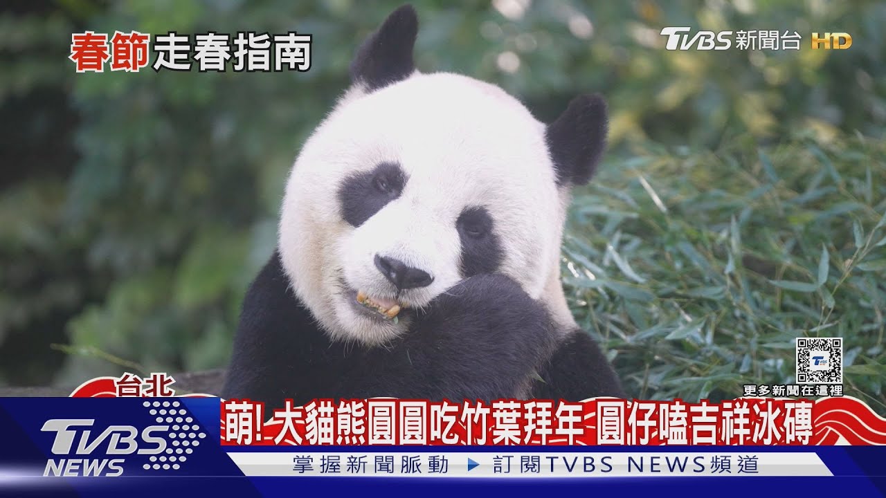 萌!大貓熊圓圓吃竹葉拜年 圓仔嗑吉祥冰磚