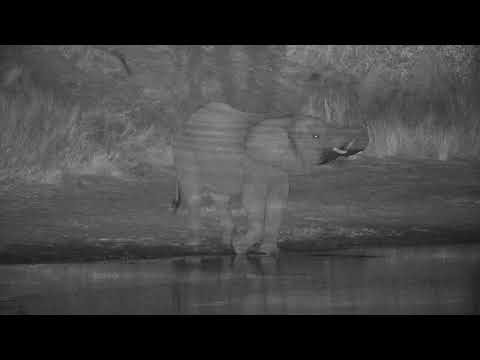 Djuma: Two Elephants getting a drink - 22:53 - 06/09/20