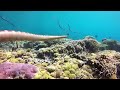 The Banded Sea Snake of Bali… They pack a mighty punch of venom if provoked - otherwise, so SWEET!!!
