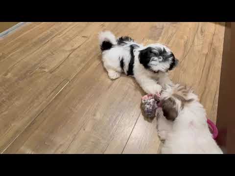 Shih Tzu - 4594 video preview