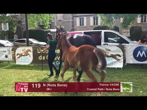 Sprinter Sacré Show 2018 : Lot 119 - N (Nota Bene)