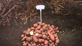 preview picture of video 'Potato highlights - Agrico UK Variety Open Day 2014'