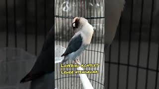 Download lagu Lovebird konslet jantan leher nyengklak #lovebirds #lovebirdkonslet #lovebirdkonsletnadaminor #fypシ゚ mp3