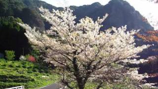preview picture of video '佐賀県伊万里市大川内山の林道の桜/20100403'