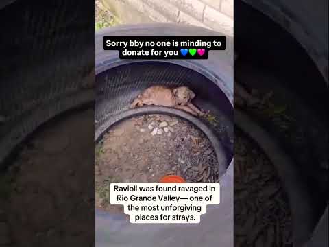 For any help consider donating link in bio to save a stray life in Los Angeles#usashorts#save