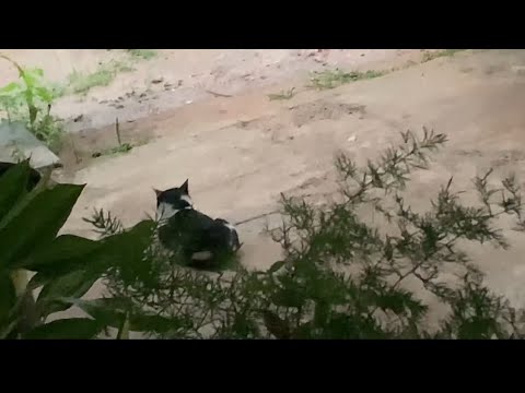 වහින වෙලාවට වැස්ස දිහා ආසාවෙන් බලා හිදින මගේ පූස් තඩියා☺️🥰❤️ #trending #cat #rainsounds