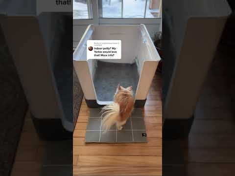 Chihuahua Cedric's Doggy Bathroom Indoor Dog Potty