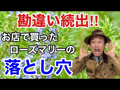 植木鉢を太陽から守るにはどうすればよいですか？暑い季節のために思いつかないかもしれない 5 つのヒント  庭園