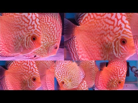 Discus Fish at Pari Aquarium Fish Shop Kurla