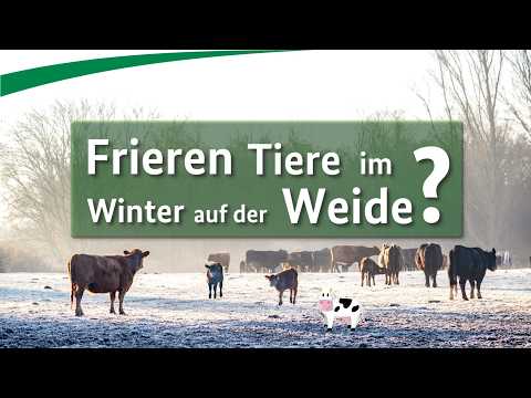 Frieren Tiere im Winter auf der Weide?