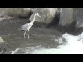 Vals Criollo JEFF GARDNER TRIO 川に佇む鳥at箱根湯元