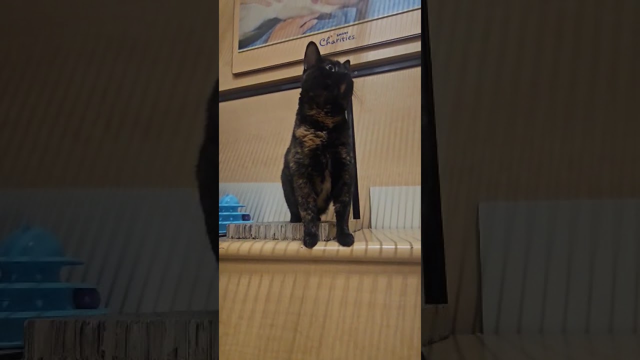 Pepper, an adopted Domestic Short Hair in Pearland, TX video 5/6