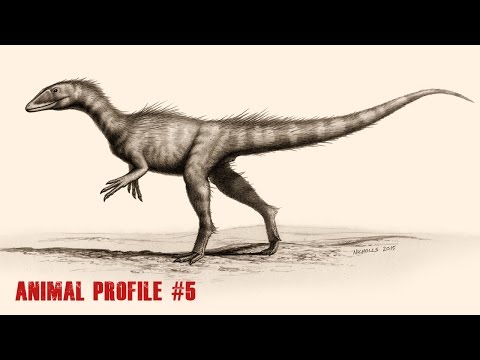 Dracoraptor - Animal Profile