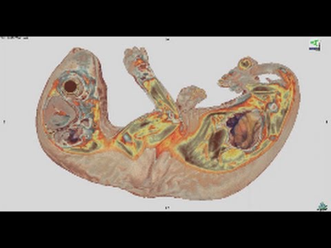 Virginia opossum : 北オポッサム Autopsy imaging